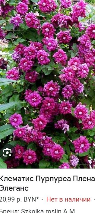 Продам клематисы