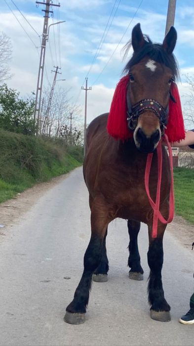 Vând mânz de 2 ani