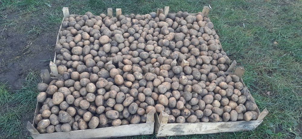 Cartofi de sămânță.