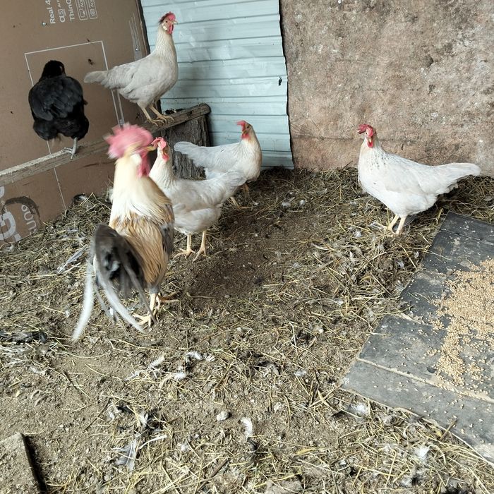 Леггорн изабелла