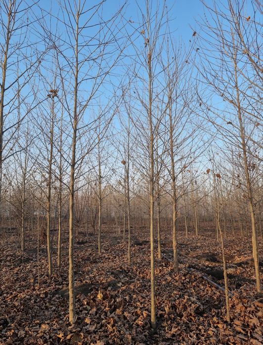 Prunus pissardii ,catalpa ,platan ,tei ,mesteacăn