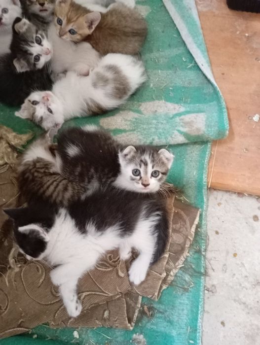 Продам котят,щкнков