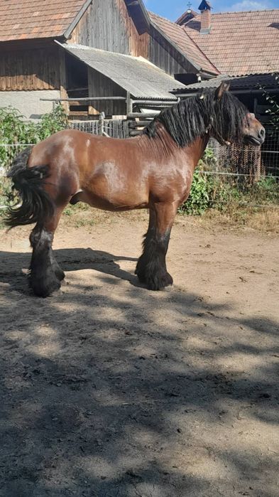 Armasar ardenezii