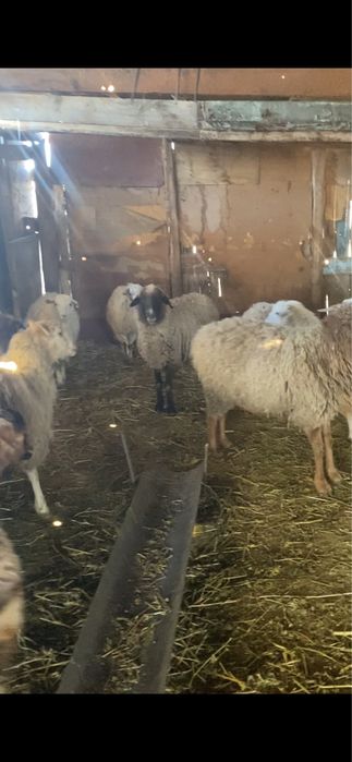 Бараны продаются