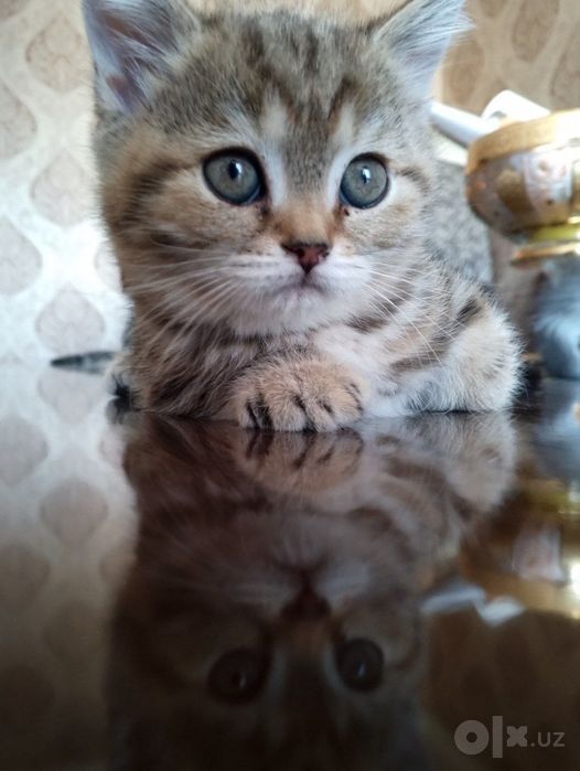 Котенки Скоттиш Фолд Шиншилла