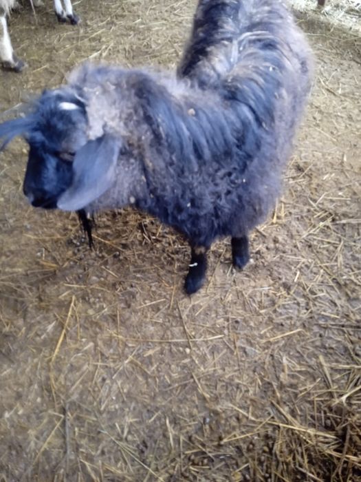 Продам         коз