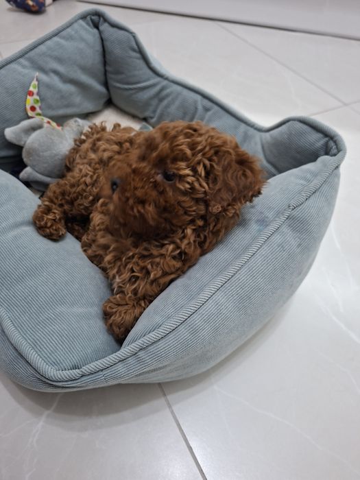 Той пудел Toy Poodle ЖЕНСКО