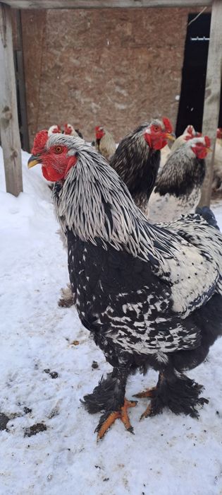 Vând găini brahma dar fac si schimb