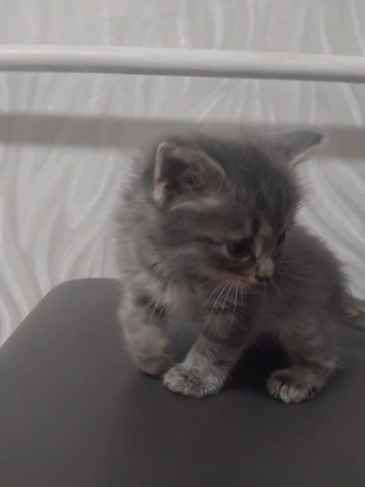 Отдадим котят в добрые руки