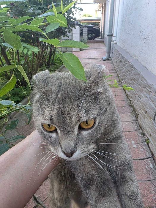 Бесплатно кошка, Юнусабад телевышка