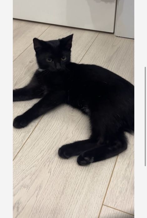 Домашние котята ищут дом