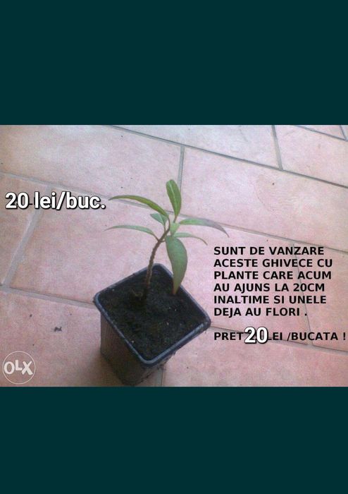 Leandru Muntenegru