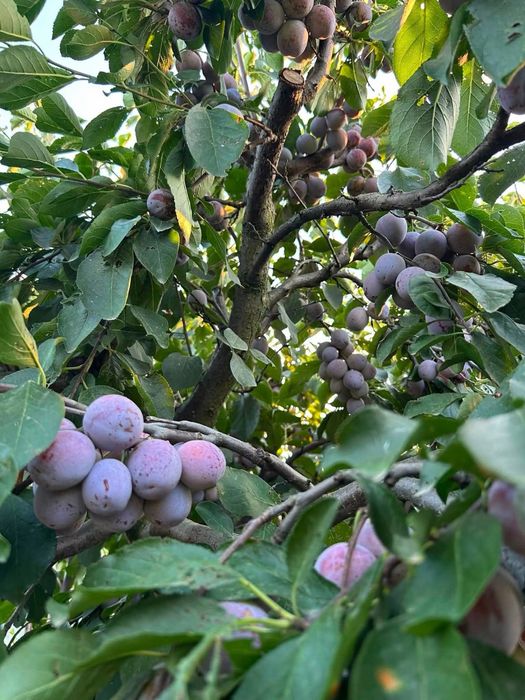 Prune compot/tuica