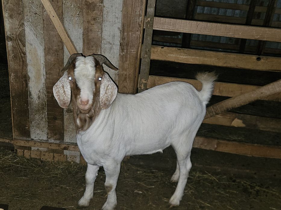 De vanzare Țap,  Rasă Boer