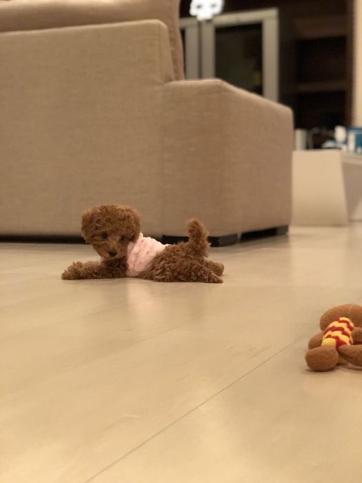 Băiețel pudel teacup