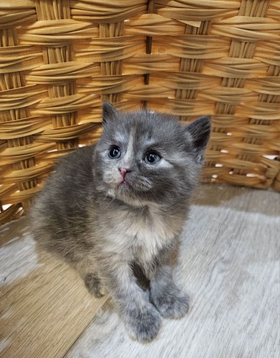 Продам шотландских котят!