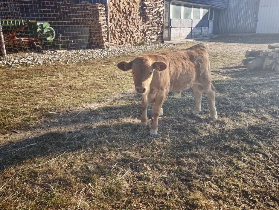 Vând vițel de doua luni
