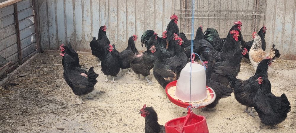 Vand oua australorp pentru incubat