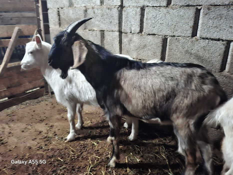 Теке  жалға беріледі асыл тұқымды