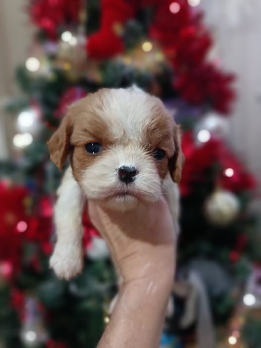 Резерв на щенков кавалера