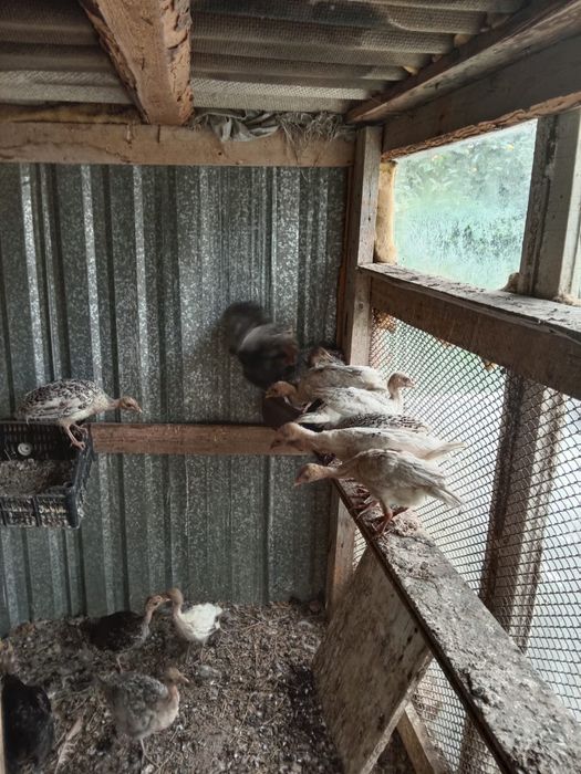 Продам индюшку и индюшат.