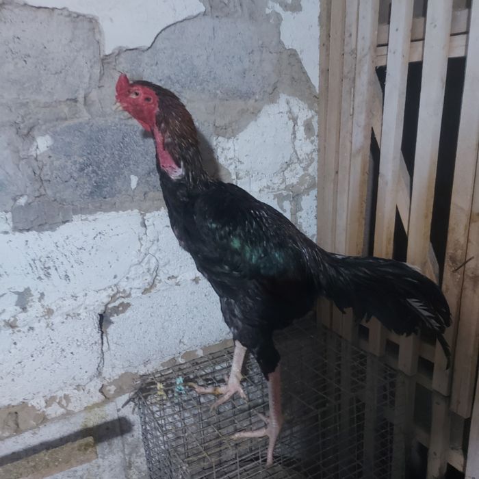 Корейц беланошка 2год крупный 5.5кг