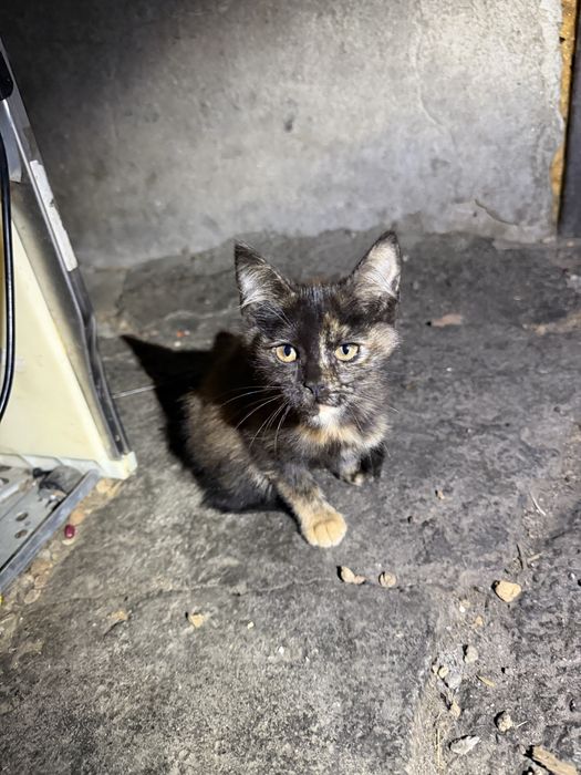 Котята супер кошки и коты
