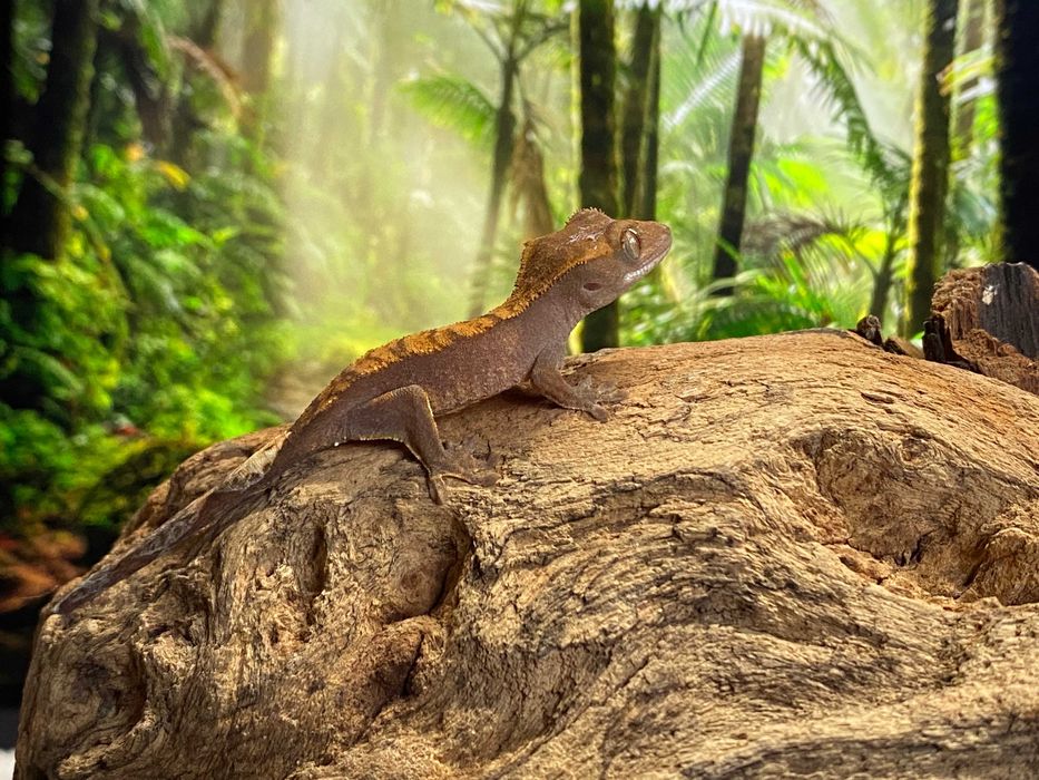 Бебета ресничест гекон (Correlophus ciliatus)