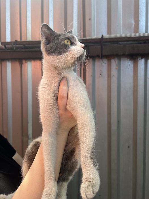 Ласковая кошка ищет дом