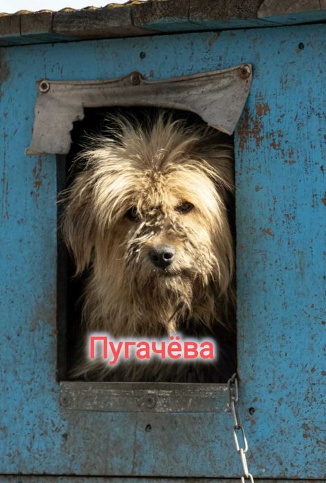 Дарю в добрые и ответственные руки