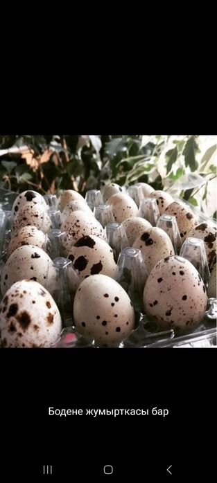 Бөдене жұмыртқалары сатылады
