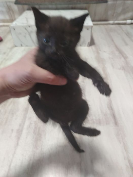 Отдам котенка в добрые руки