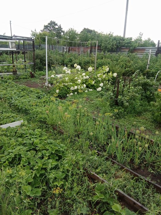 Продам дачу сад Здоровье, для ИЖС ,сад огород