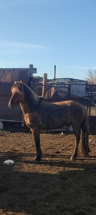 Айгыр сатылады продается жеребец