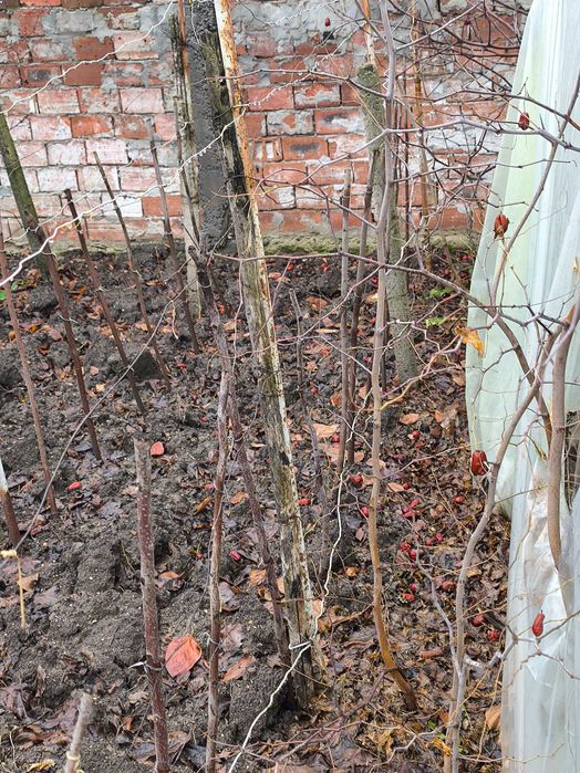 Хинап фиданки  различни височини