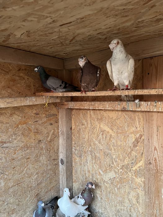 Voiajori stil vechi si Duduros