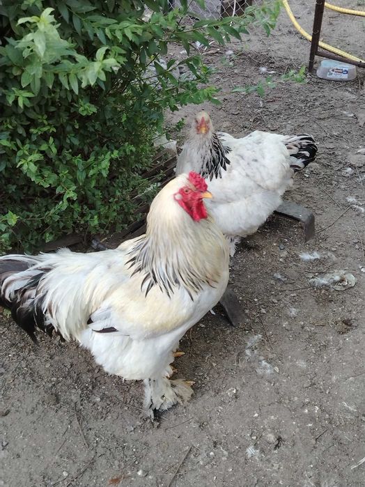 Колумбийска брама