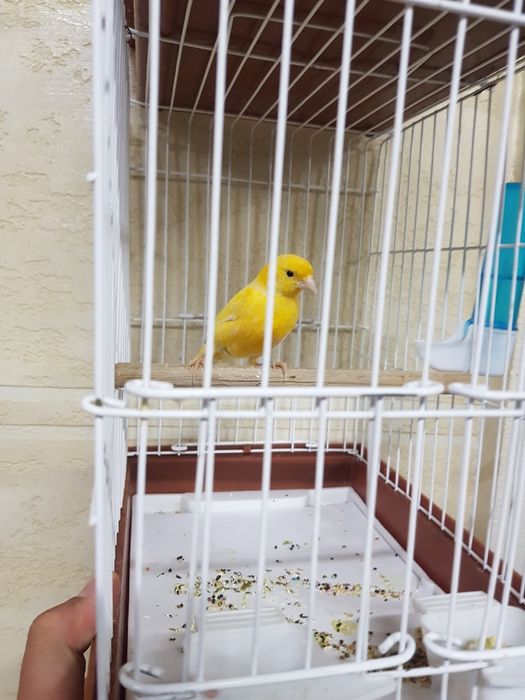 Продаются канарейки (кенары)