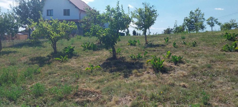 Teren intravilan 1163 mp | Aiton, Cluj | CF + CU | Priveliște panoramică | 18 km Cluj