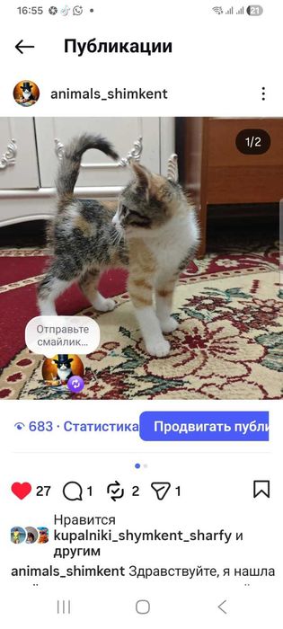 Котенок трехцветная с белыми лапками, 3.5 мес., котята разные...