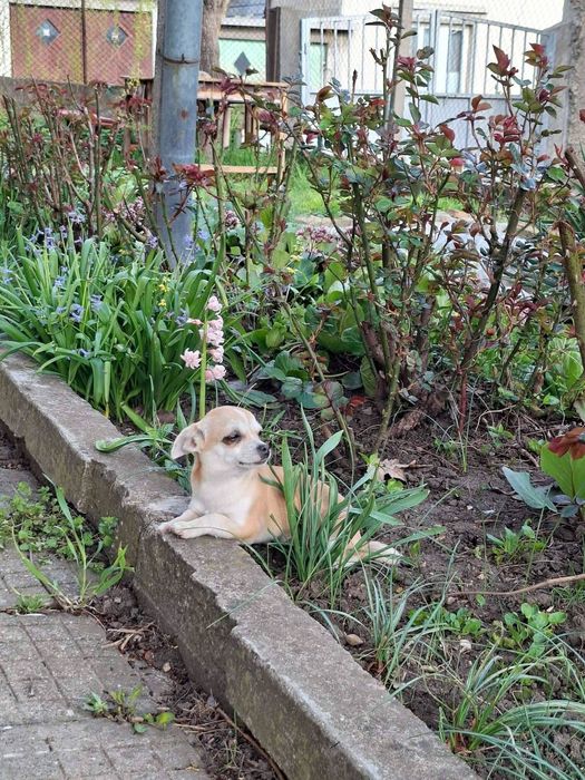 Мини чихуа пинчер