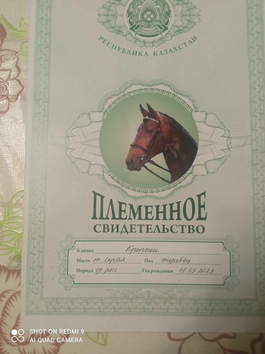 Продам Орловского жеребца 3 лет