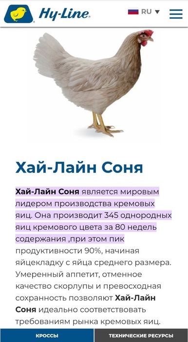 Хаммаси 100 % товук чикади. Цыплята несушки Хай-лайн жужалари Jojalar