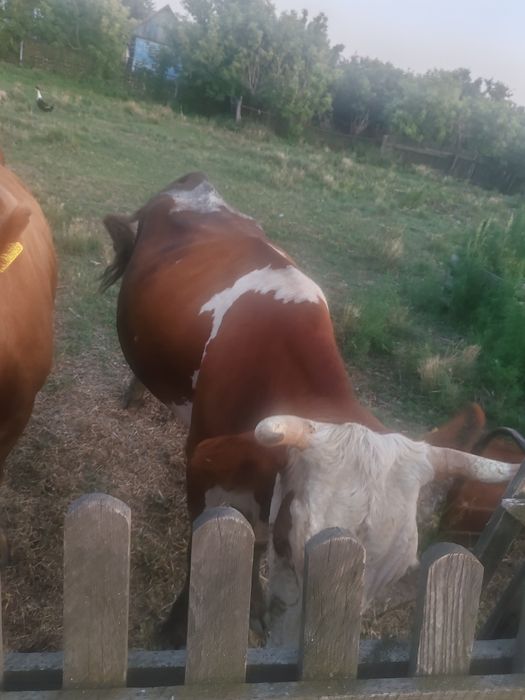 Продам дойную корову