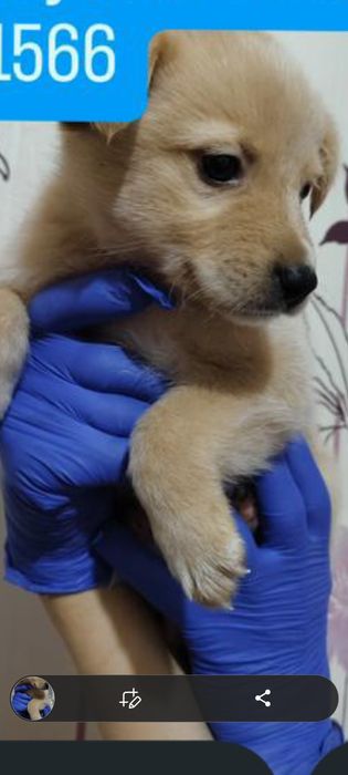 Подарю красивых щенков. Г.Рудный.