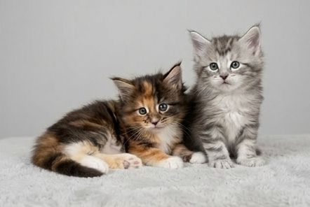 Котята мейн-куна с родословной