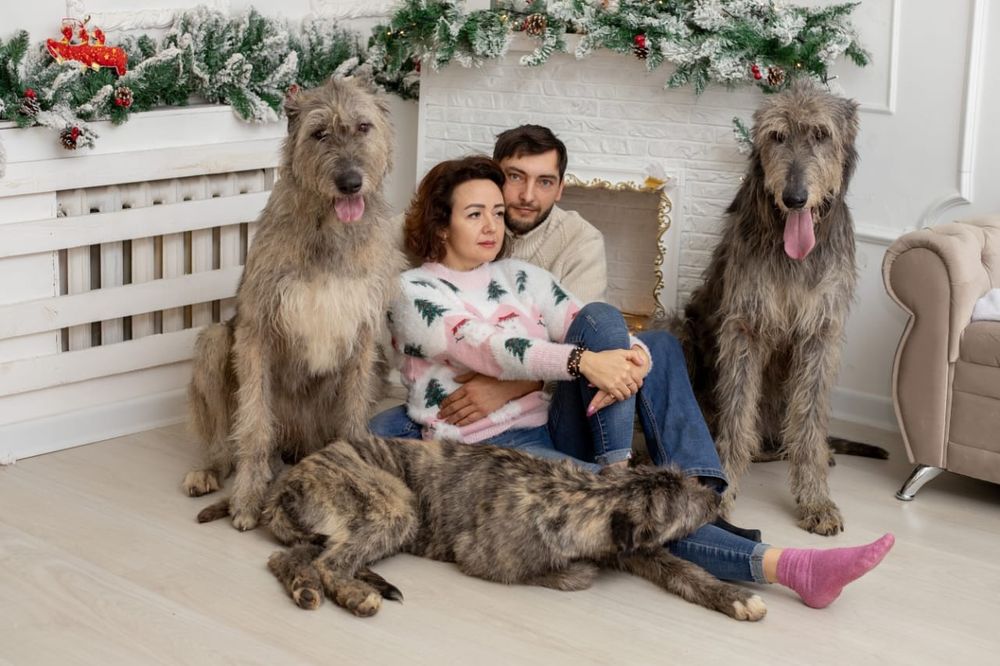 Самая большая собака. Ирландский волкодав.