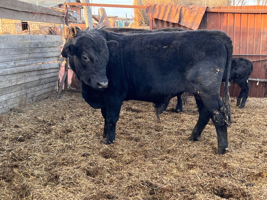 Продам быка ангус