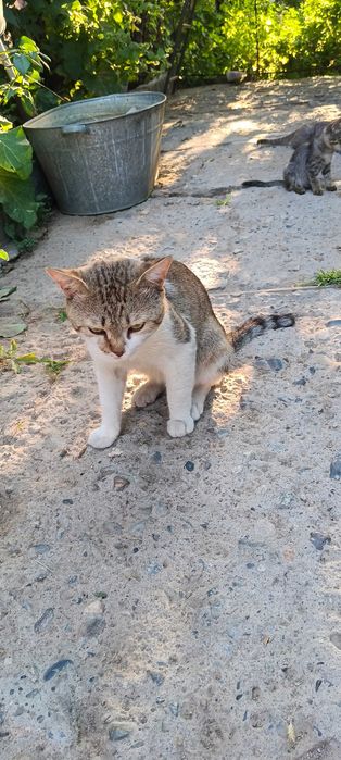 кот крысалов ,в добрые руки