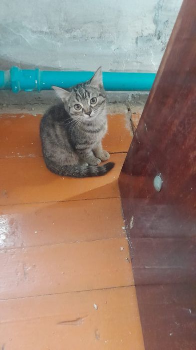 Отдам котят в хорошие руки